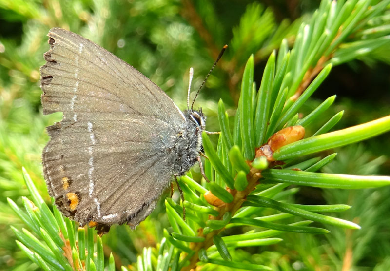 Satyrium spini - Lycaenidae